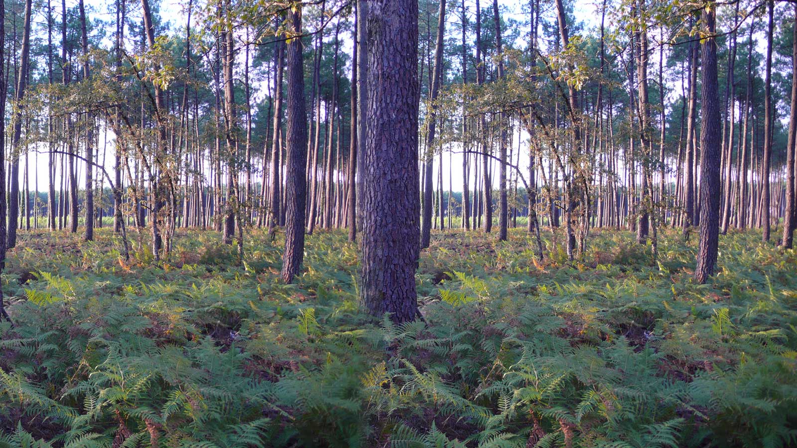 Forêt Nouvelle Aquitaine